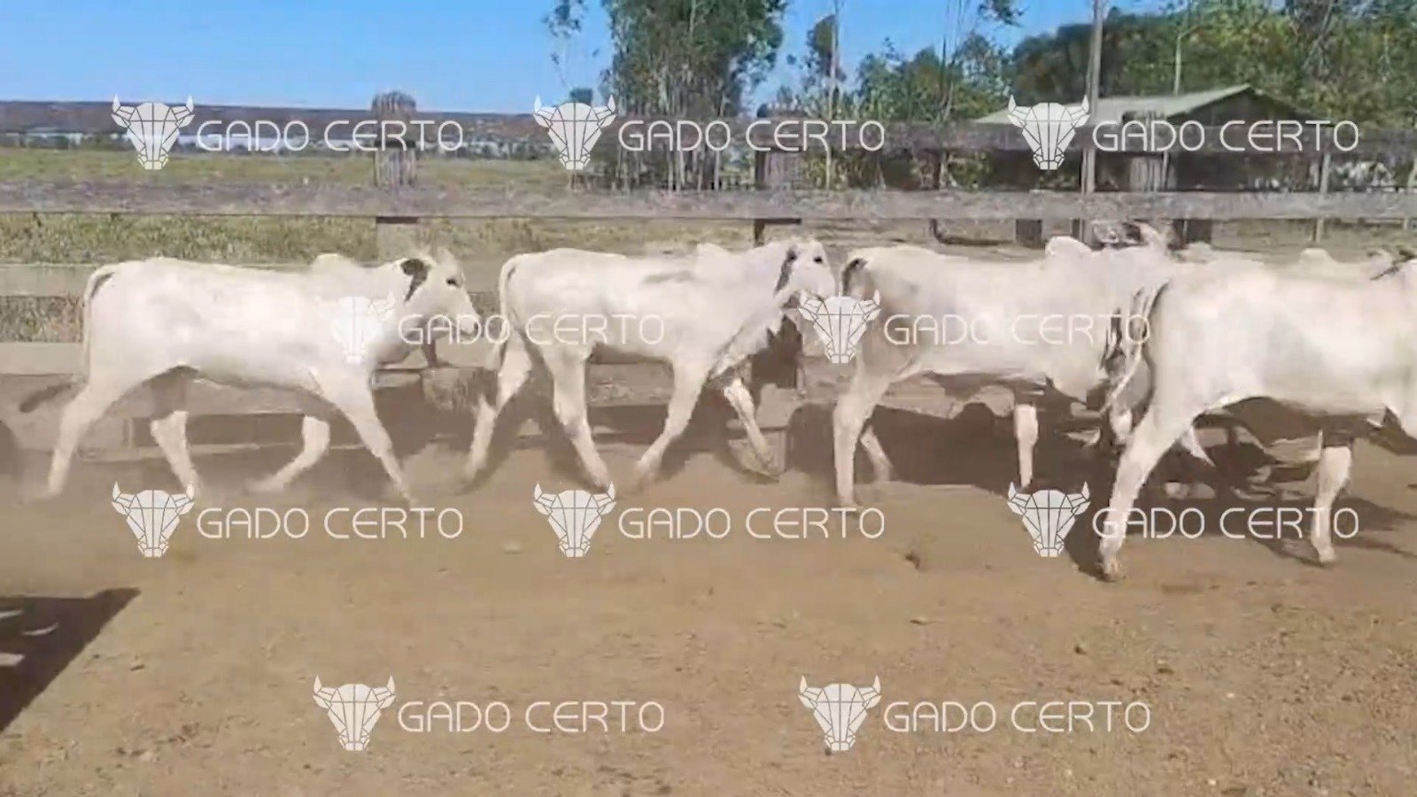 Bezerros Nelore